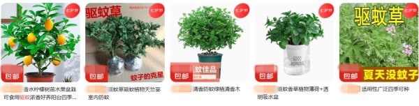 涨中宝 “驱蚊草”大卖，专家提醒：别抱太大期望
